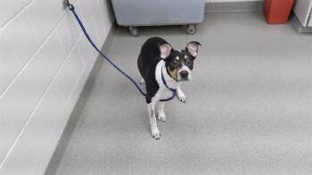 Australian Cattle Dog Blue Heeler and Mixed Breed Dogs Available for Adoption - SEAL | PetCurious