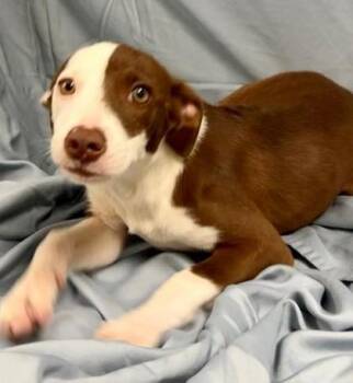Rescue Mixed Breed Dogs for Adoption in West Chester, Pennsylvania - Strawberry | PetCurious