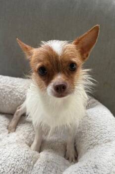 Barnaby-Adorable 9mo Puppy! -  Chihuahua and Terrier Dog for Adoption in Fort Myers, Florida - Barnaby-Adorable 9mo Puppy! | PetCurious