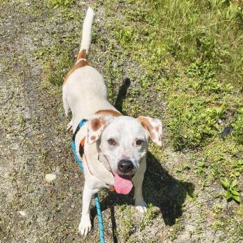 Jenny -  Hound Dog for Adoption in Enfield, New Hampshire - Jenny | PetCurious