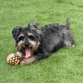 Biggie -  Schnauzer Dog for Adoption in Laredo, Texas - Biggie | PetCurious