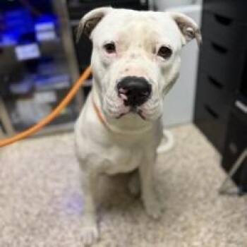 Dog 10/20/2026 -  Pit Bull Terrier and Mixed Breed Dog for Adoption in Bullhead City, Arizona - Dog 10/20/2026 | PetCurious