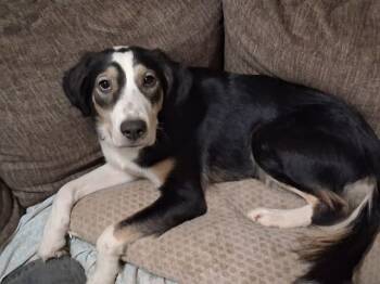 Rescue Husky and Shepherd Dogs for Adoption in Little Rock, Arkansas - Domino | PetCurious