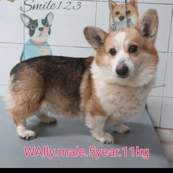 Pembroke Welsh Corgi Dogs Available for Adoption - Wally | PetCurious
