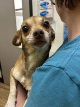 Laki -  Mixed Breed Dog for Adoption in Raleigh, North Carolina - Laki | PetCurious