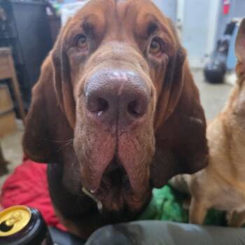 Beau -  Bloodhound Dog for Adoption - Beau | PetCurious