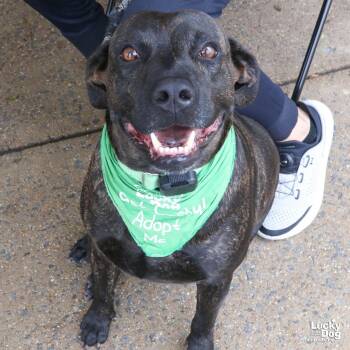 Tigri -  Labrador Retriever and Terrier Dog for Adoption in Washington, District Of Columbia - Tigri | PetCurious