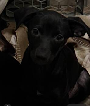 Diamond -  Miniature Pinscher and Mixed Breed Dog for Adoption in Madera, California - Diamond | PetCurious