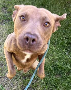 Rescue Pit Bull Terrier Dogs for Adoption in Chesapeake, Virginia - Darwin | Courtesy Post | PetCurious