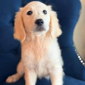 Imogen -  Golden Retriever Dog for Adoption in Zionsville, Indiana - Imogen | PetCurious