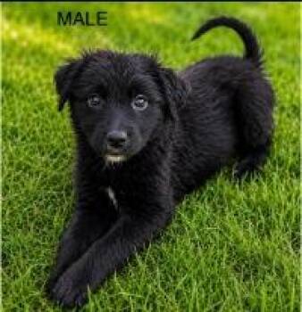 Arrow -  Terrier and Shepherd Dog for Adoption - Arrow | PetCurious
