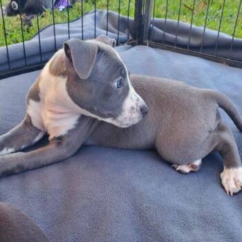 LUNA -  Bull Terrier and Mixed Breed Dog for Adoption in San Juan Capistrano, California - LUNA | PetCurious