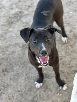 Rescue Black Labrador Retriever and Mixed Breed Dogs for Adoption in Kingsland, Georgia - Alice | PetCurious