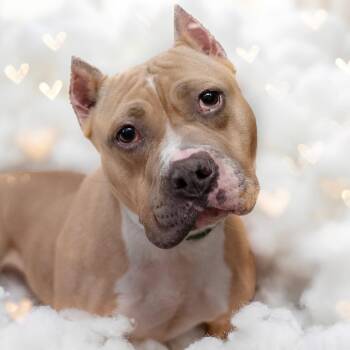Pit Bull Terrier and Mixed Breed Dogs Available for Adoption - Angelica | PetCurious