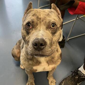 Bull Terrier Dogs Available for Adoption in Greensboro, North Carolina - Cosmic Brownie | PetCurious