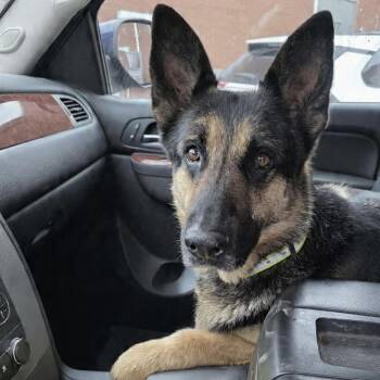 German Shepherd Dog Dogs Available for Adoption in Greeneville, Tennessee - Ruby (CAT FRIENDLY!!) | PetCurious