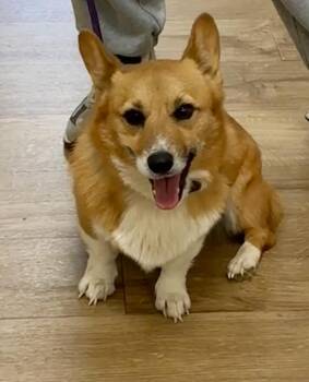 Elizabeth -  Pembroke Welsh Corgi Dog for Adoption - Elizabeth | PetCurious