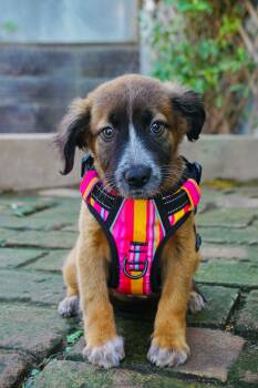 Australian Shepherd and Labrador Retriever Dogs Available for Adoption - Gianna | PetCurious