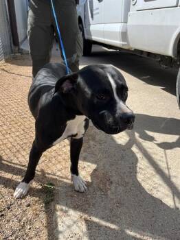 TANK -  Pit Bull Terrier Dog for Adoption in Killeen, Texas - TANK | PetCurious