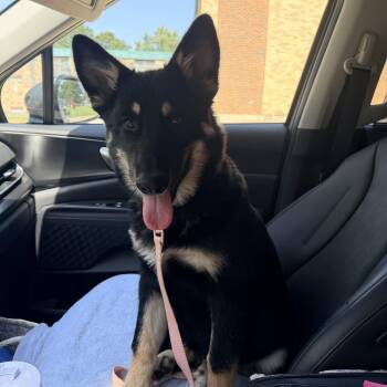Zoey -  German Shepherd Dog and Anatolian Shepherd Dog for Adoption in Petersburg, Illinois - Zoey | PetCurious