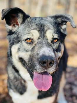 Akita and Labrador Retriever Dogs Available for Adoption - Snook | PetCurious