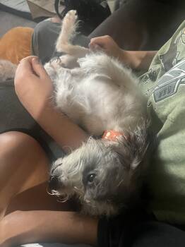 Stanley -  Terrier and Shih Tzu Dog for Adoption in Davis, California - Stanley | PetCurious