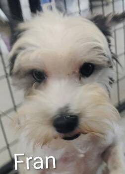 Fran -  Poodle and Maltese Dog for Adoption in Thompson Falls, Montana - Fran | PetCurious