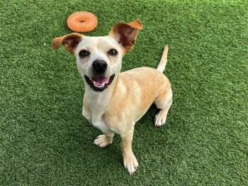 REMIX -  Chihuahua Dog for Adoption in Tustin, California - REMIX | PetCurious