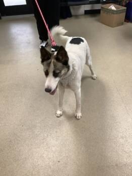 Rescue Akita and Mixed Breed Dogs for Adoption in Fort Worth, Texas - 57951232 | PetCurious