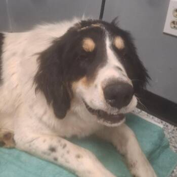 Saint Bernard and Great Pyrenees Dogs Available for Adoption - Baxter | PetCurious