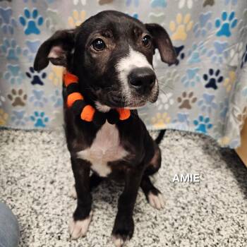 Allie (Amie) -  Black Labrador Retriever and Mixed Breed Dog for Adoption in Madisonville, Tennessee - Allie (Amie) | PetCurious
