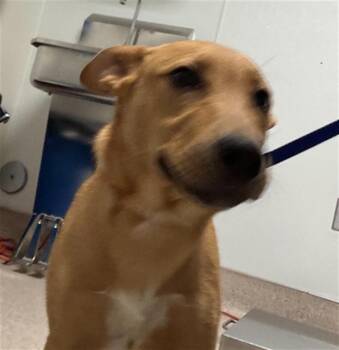 Cthulhu - URGENT -  Shepherd and Pit Bull Terrier Dog for Adoption in Thousand Oaks, California - Cthulhu - URGENT | PetCurious