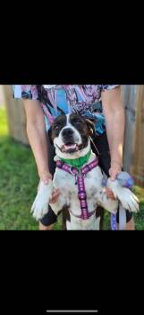 Rescue Pit Bull Terrier and Saint Bernard Dogs for Adoption in Felton, Pennsylvania - Rocky | PetCurious