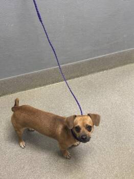 Chihuahua Dogs Available for Adoption - ENANO | PetCurious