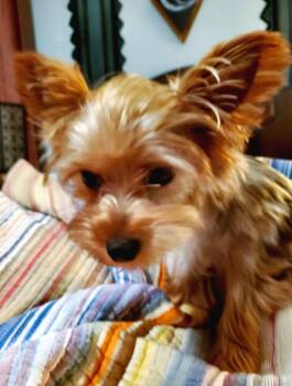 Orion -  Yorkshire Terrier Dog for Adoption in Auburn, Georgia - Orion | PetCurious