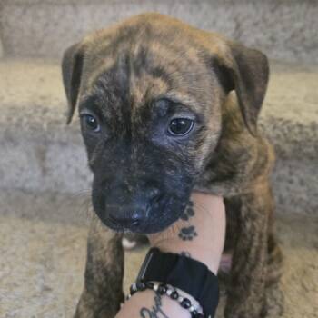 Rescue Dutch Shepherd and Mixed Breed Dogs for Adoption in Phoenix, Arizona - Milo | PetCurious