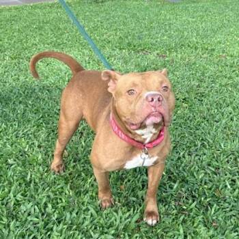 Kit Kat -  Mixed Breed Dog for Adoption in Honolulu, Hawaii - Kit Kat | PetCurious