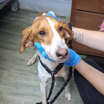 Indy -  Hound Dog for Adoption in Summerville, South Carolina - Indy | PetCurious