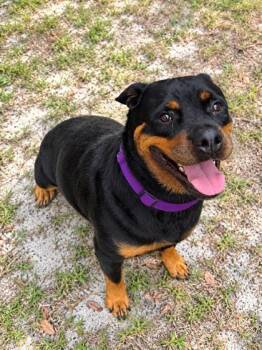 Mia -  Rottweiler and Mixed Breed Dog for Adoption in Palm Coast, Florida - Mia | PetCurious