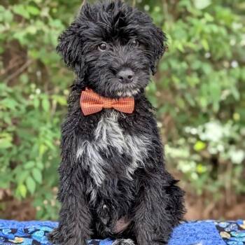 Jack 06-1729 -  Poodle and Schnauzer Dog for Adoption in Tyrone, Georgia - Jack 06-1729 | PetCurious