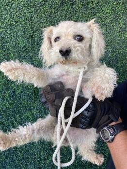 61327201 -  Poodle and Mixed Breed Dog for Adoption in El Paso, Texas - 61327201 | PetCurious