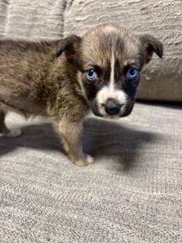 Rue -  Husky Dog for Adoption in New Bern, North Carolina - Rue | PetCurious