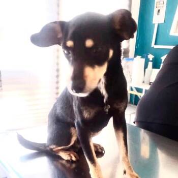 LEO -  Terrier Dog for Adoption in Graham, Washington - LEO | PetCurious