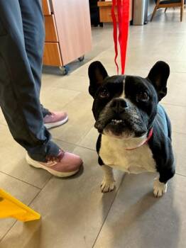 A780717 -  French Bulldog Dog for Adoption in Rancho Cucamonga, California - A780717 | PetCurious
