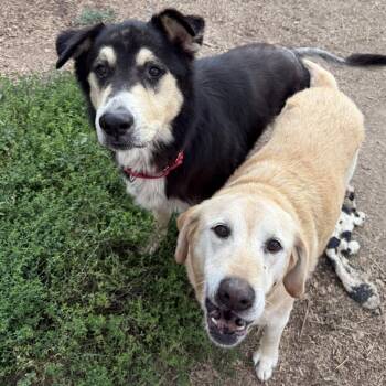 Rescue Mixed Breed Dogs for Adoption in Heuvelton, New York - Lu Lu And Jaxson | PetCurious
