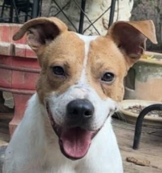 Rescue Pit Bull Terrier and Mixed Breed Dogs for Adoption in Noble, Oklahoma - Lucky | PetCurious