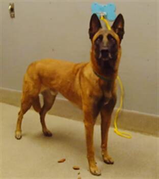ROCKY -  German Shepherd Dog Dog for Adoption in Las Vegas, Nevada - ROCKY | PetCurious