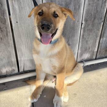 Shepherd Dogs Available for Adoption - Poptart | PetCurious