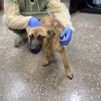 Tar -  Shepherd and Mixed Breed Dog for Adoption in Incline Village, Nevada - Tar | PetCurious