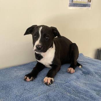 Retriever and Terrier Dogs Available for Adoption - Gillie | PetCurious